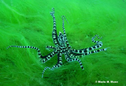 Amazing encounter with a mimic octopus.  Taken with Canon... by Maria Munn 